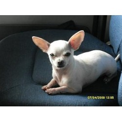 Chihuahua breeder in Texas picture 2