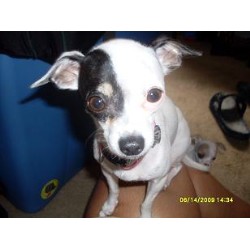 Chihuahua in Texas picture 2
