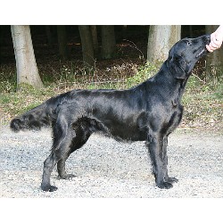 Flat Coated Retriever Breeder in California, California