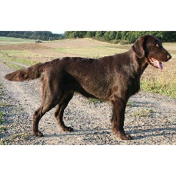 Flat Coated Retriever breeder in California California