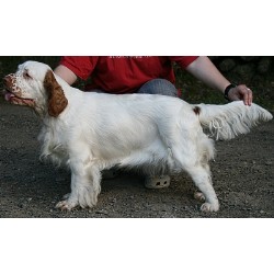 Flat Coated Retriever in California picture 2