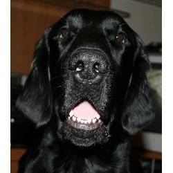 Flat Coated Retriever breeder in California picture 2