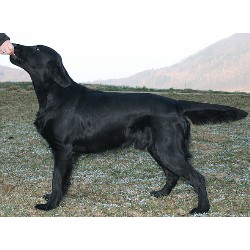 Flat Coated Retriever in California