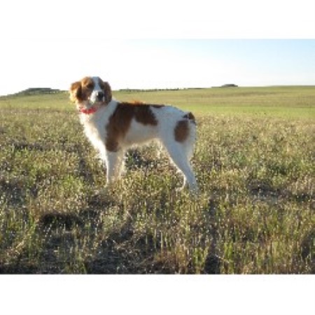 Brittany breeder in Circle Montana