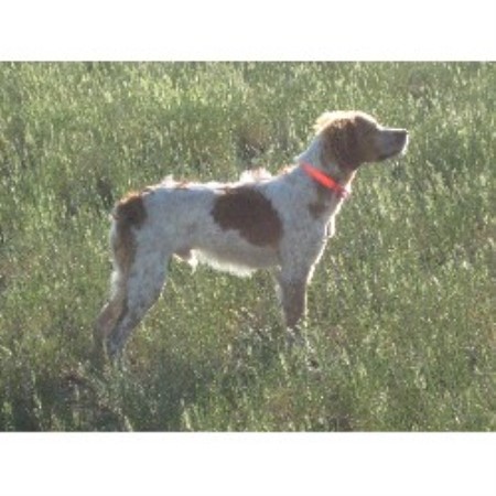 Brittany Breeder in Circle, Montana