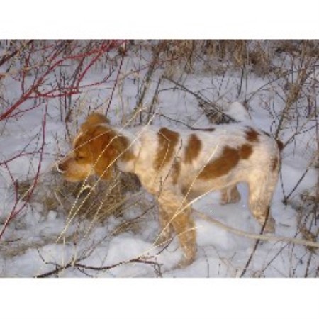 Brittany in Montana picture 2