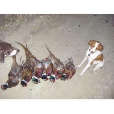 Brittany breeder in Montana picture 2