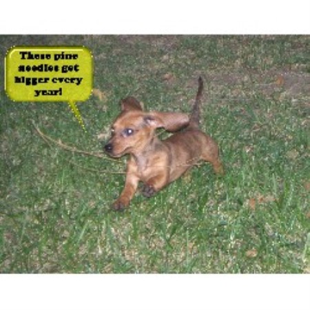Doxie in California