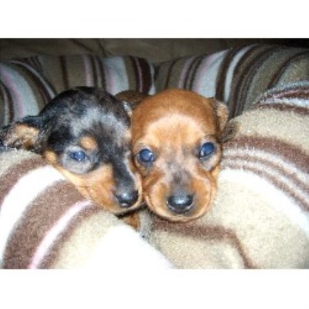Doxie in California picture 2