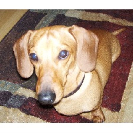 Dachshund Breeder in Upland, California