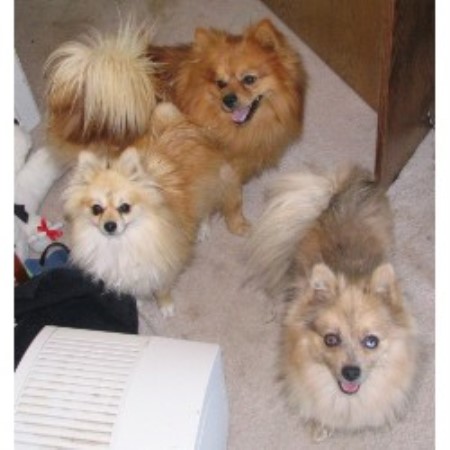 Pomeranian breeder in Texas picture 2