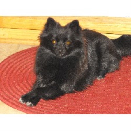 Pomeranian Breeder in Sanderson, Texas