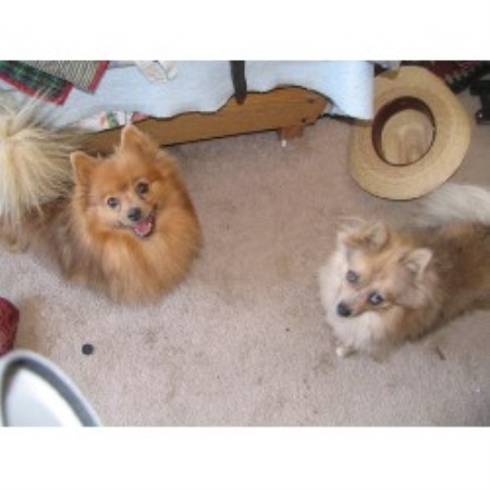 Pomeranian breeder in Sanderson Texas