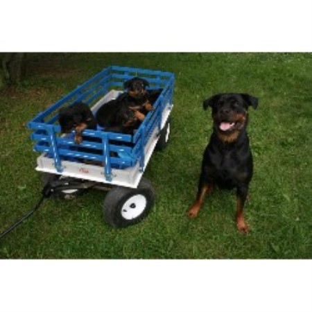Rottweiler in Pennsylvania