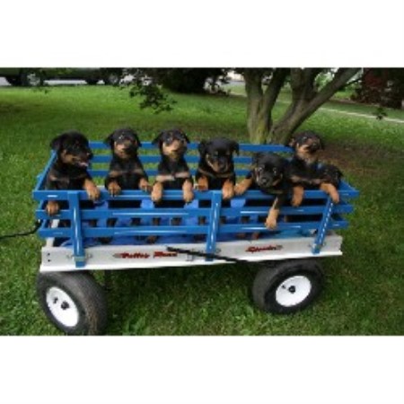 Rottweiler in Pennsylvania picture 2