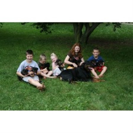 Rottweiler breeder in Pennsylvania picture 2