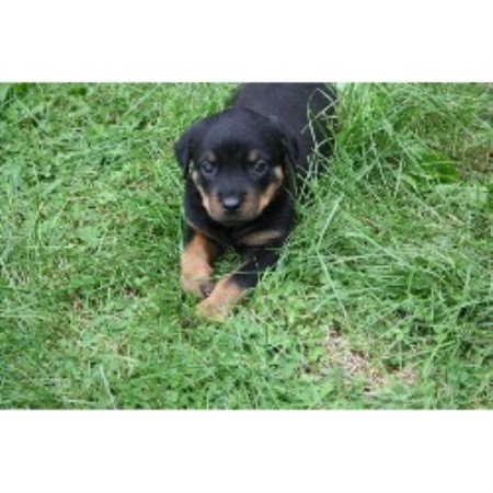 Rottweiler breeder in Richland Pennsylvania