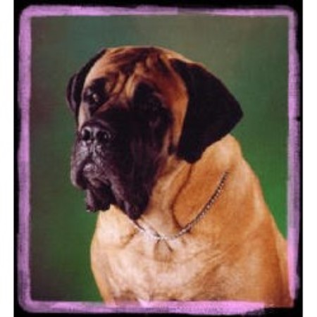 Mastiff in Oregon