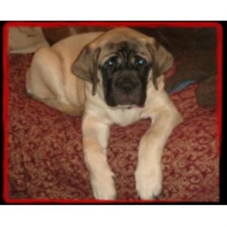 Mastiff in Oregon picture 2