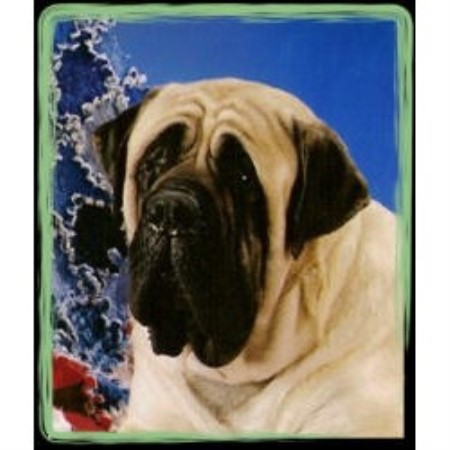 Mastiff Breeder in Sandy, Oregon