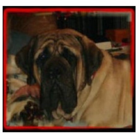 Mastiff breeder in Oregon picture 2