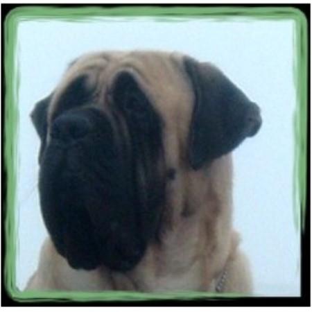 Mastiff breeder in Sandy Oregon