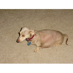 Doxie in Texas picture 2