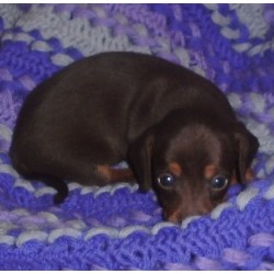 Dachshund Breeder in Lockhart, Texas