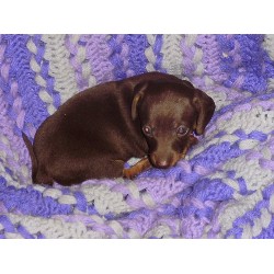 Doxie in Texas