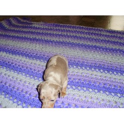 Doxie breeder in Texas picture 2