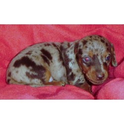 Dachshund breeder in Lockhart Texas