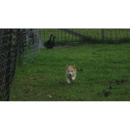 Pembroke Welsh Corgi breeder in Pennsylvania