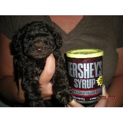 Poodle Miniature Breeder in Kokomo, Indiana