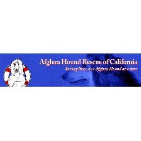 Afghan Hound Rescue