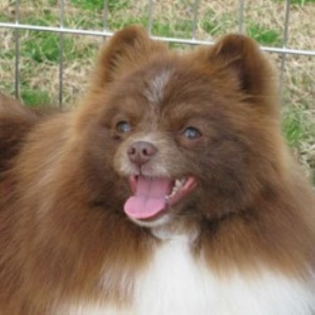 pomeranian breeders in alabama special pomeranians pomeranian breeder in waverly alabama pomeranian breeders in alabama special pomeranians pomeranian breeder in waverly alabama