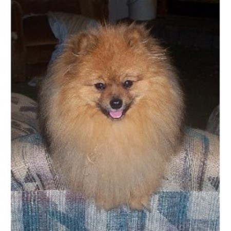 free pomeranian puppies in alabama special pomeranians pomeranian breeder in waverly alabama listing id 13575 free pomeranian puppies in alabama special pomeranians pomeranian breeder in waverly alabama listing id 13575