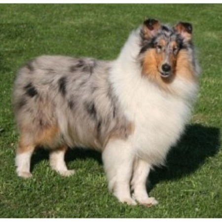 Collie Breeder in Whittemore, Michigan