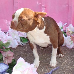 Boston Terrier in Mississippi