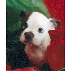 Boston Terrier Breeder in Southaven, Mississippi