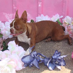 Boston Terrier breeder in Mississippi picture 2
