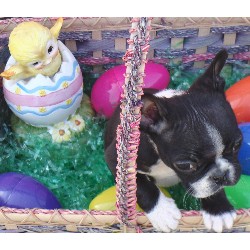 Boston Terrier breeder in Southaven Mississippi