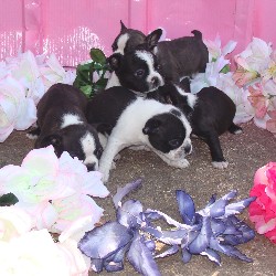 Boston Terrier in Mississippi picture 2