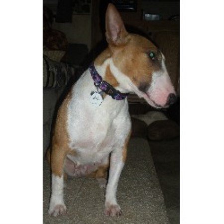Bull Terrier Breeder in Mahomet, Illinois