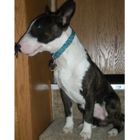 Bull Terrier breeder in Mahomet Illinois