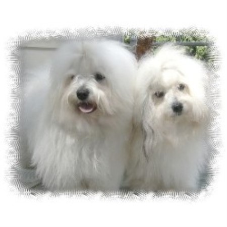 Coton De Tulear Breeder in Lake Stevens, Washington