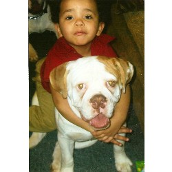 English Bulldog Stud in Cleveland, Ohio