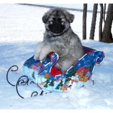 Shiloh Shepherd in Ontario picture 2