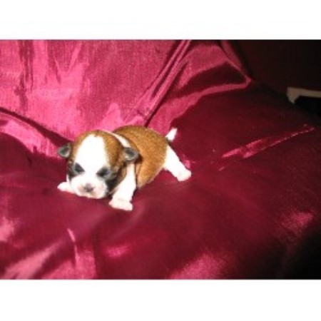 shih tzu breeders new york sonshine shih tzu shih tzu breeder in durhamville new york shih tzu breeders new york sonshine shih tzu shih tzu breeder in durhamville new york