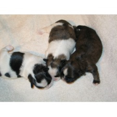 shih tzu breeders new york sonshine shih tzu shih tzu breeder in durhamville new york shih tzu breeders new york sonshine shih tzu shih tzu breeder in durhamville new york
