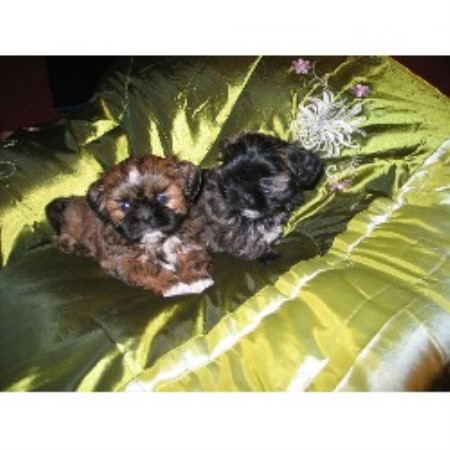 Shih+tzu+puppies+for+adoption+in+new+york